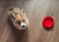 Top view of the puppy the Corgi sits on the floor next to an empty bowl and looks at the owner with a hungry devoted look Royalty Free Stock Photo