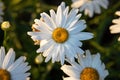Top view of pure white chamomile flower illuminated by morning sun rays Royalty Free Stock Photo