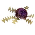 Top view of purple Banksia on white background