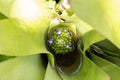 Top view of purple flower Ananas comonus, Bromeliad or Urn Plant bloom in the garden. Royalty Free Stock Photo