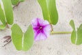 Top view of Purple flower of Goatâs foot creeper, Beach morning glory or Ipomoea pes-caprae bloom on the sandy beach.