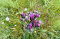 Flower head of European swamp thistle