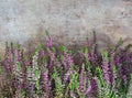 View of fresh purple Calluna vulgaris flowers on wooden background Royalty Free Stock Photo