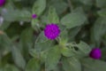 Top view purple Globe Amaranth or Bachelor Button flower.