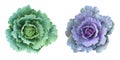 Top view purple green cabbage head isolated on white background with clipping path. Royalty Free Stock Photo