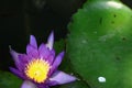 Top view, purple lotus flower, yellow pollen blooming in pond, selective focus, beautiful lotus leaf background. Royalty Free Stock Photo
