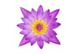 Top view purple lotus isolated on white background with clipping path