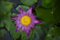 Close up of purple lotus in the pond. Royalty Free Stock Photo