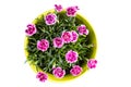 Top view of purple mini carnation dianthus in colorful flower pot Royalty Free Stock Photo