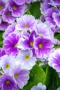 Top view of purple Primula flowers in bloom Royalty Free Stock Photo