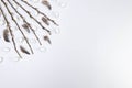 Top view of pussy willow branches, white easter eggs and feathers on white background. Royalty Free Stock Photo