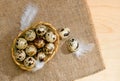 Top view of quail eggs with straw and feathers in basket on sack Royalty Free Stock Photo