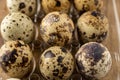 Top view of quail eggs in transparent plastic egg cup, selective focus, on wooden table Royalty Free Stock Photo