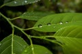 Top view of rain water drops isolated on custard apple leaves Royalty Free Stock Photo