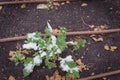 Raised bed garden with irrigation system and matured rutabaga plant freezing in Texas, USA Royalty Free Stock Photo