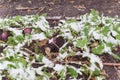 Raised bed garden with irrigation system and matured rutabaga plant freezing in Texas, USA Royalty Free Stock Photo