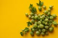 top view of raw gooseberry branch with leaves.s