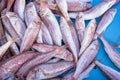 Top view of raw Mullus fish in a container under the lights Royalty Free Stock Photo