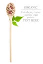 Top view Raw Organic cranberry bean with a leaf in a wooden spoon Royalty Free Stock Photo