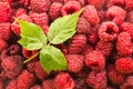 Top view of raw pink raspberries and green leaf