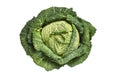 Top view of raw savoy cabbage isolated on white background Royalty Free Stock Photo