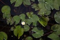 Top view of natural wild white water lily flower and lily pads in dark marsh water Royalty Free Stock Photo