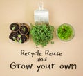 Top view of recycled toilet roll tubes, reused tin and jar used to grow seedlings, with recycle reuse and grow your own text