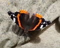 Top view of a red admiral butterfly perched on a rough sandy surface Royalty Free Stock Photo