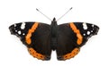 Top view of a Red Admiral butterfly, Vanessa atalanta Royalty Free Stock Photo