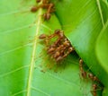 Top view of red ant army are buliding nest by use leaf Royalty Free Stock Photo