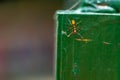 Top view of Red ant on green fence Royalty Free Stock Photo