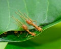 Top view of red ants are buliding nest by use leaf Royalty Free Stock Photo