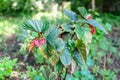 Top view of red begonia flowers with fresh green leaves in a small pot planted in a garden, vivid floral background photographed Royalty Free Stock Photo