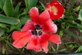 Top view of red blooming tulip flower growing in the garden Royalty Free Stock Photo