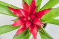 Top view of red Bromeliad Bromeliaceae tropical flower in white background