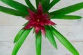 Top view of red Bromeliad Bromeliaceae tropical flower on white wooden background