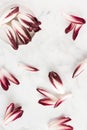 Top View of Red Chicory and Chicory Leaves on White Marble