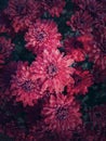 Top view red chrysanthemum texture. Beautiful flowers in the garden with morning dew drops on the petals. Maroon floral pattern Royalty Free Stock Photo