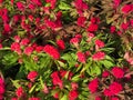 Top view of red cockscomb Celosia argentea Royalty Free Stock Photo