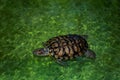 Top view of red-eared turtle on green abstract water background. Beautiful wallpaper of a slider turtle floating in the water.