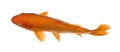 Top view of a red fish : Orange Koi