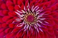 Top view of red flower head of common zinnia Macro