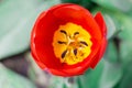 Top view of the red flower of tulip close-up Royalty Free Stock Photo