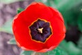 Top view of the red flower of tulip close-up Royalty Free Stock Photo