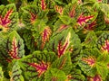 Top view on red green yellow leaves of painted nettle plant solenostemon scutellaroides in gardencenter Royalty Free Stock Photo