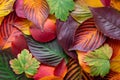 Top view of red, green and yellow sakura leaves, Japanese autumn concept