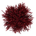 Top view of red leaf japanese barberry isolated