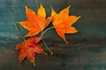 Top view of Red Maple Leaves on wooden table with copy space in Alishan National Forest Recreation Area in Chiayi County, Alishan Royalty Free Stock Photo