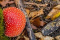 Top view of a small red mushroom Amanita Muscaria or Fly Amanita next to a tree trunk with green moss Royalty Free Stock Photo