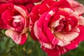 Top view of a red rose Bud growing on a Bush in the garden, selective focus, outdoor Royalty Free Stock Photo